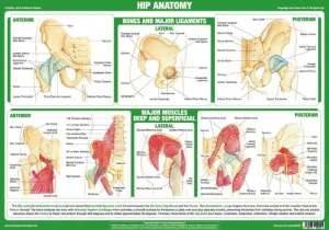 Anatomy of Hip Joint Health and Fitness Wall Chart Poster - Chartex Ltd.