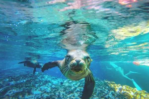 Discover La Paz: Espíritu Santo Sea Lion Swim Adventure