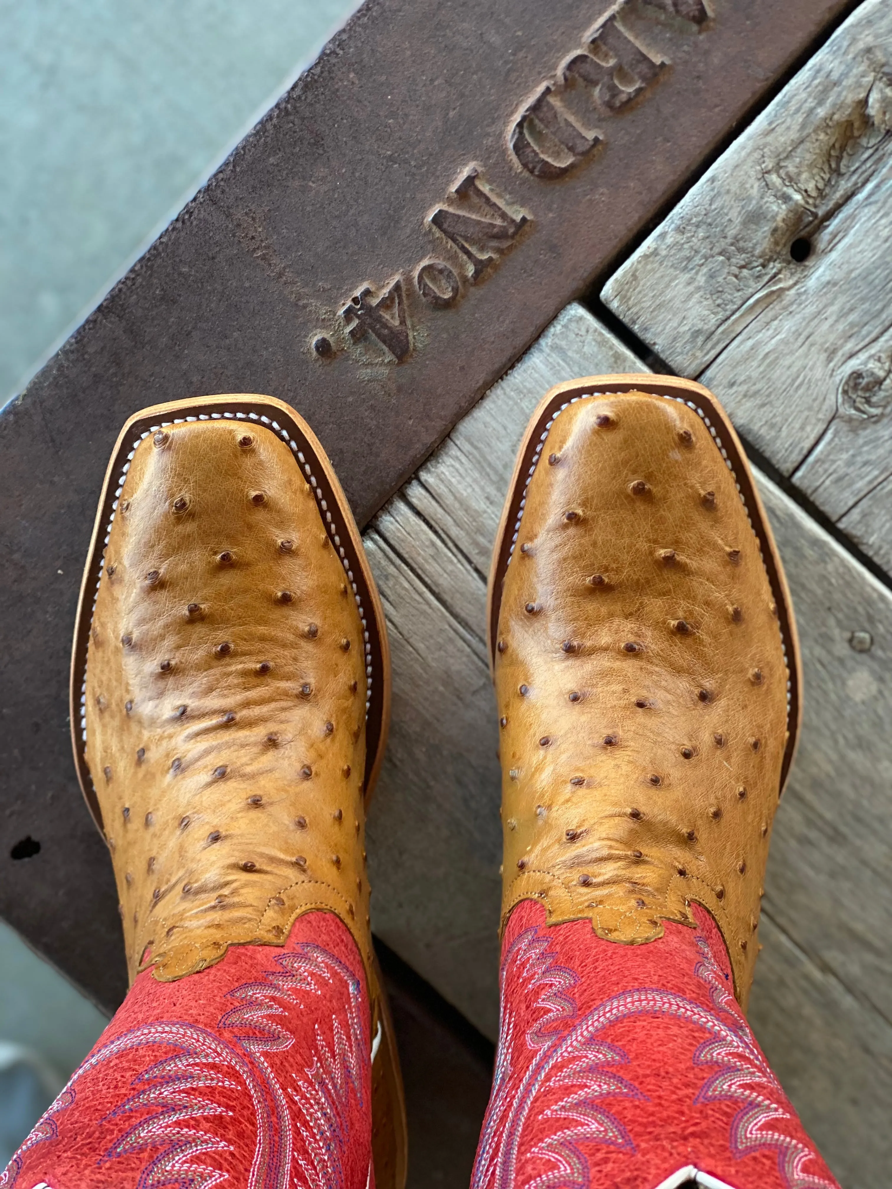 Horse Power Top Hand  | Antique Saddle FQ Ostrich Boot