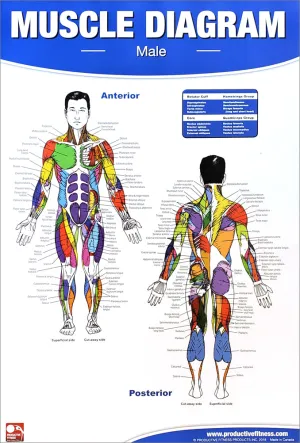 Male Muscle Diagram Wall Chart Poster - Productive Fitness Inc.